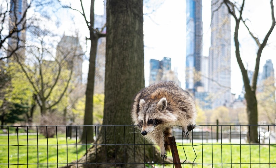NYC raccoons to be vaccinated against rabies virus