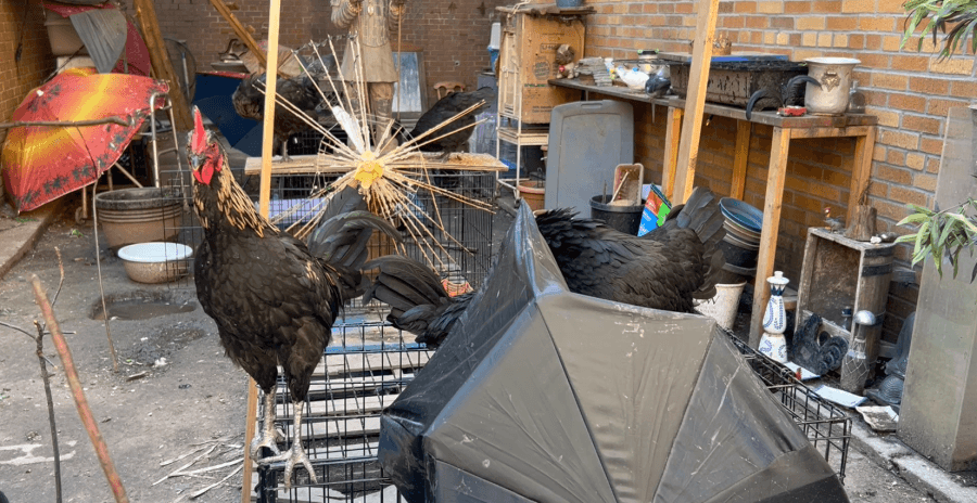 Flock of roosters at an apartment generate complaints and appreciation