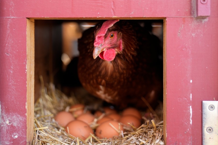 Bird Flu public health risk is low, despite widespread in all 50 U.S. States: CDC