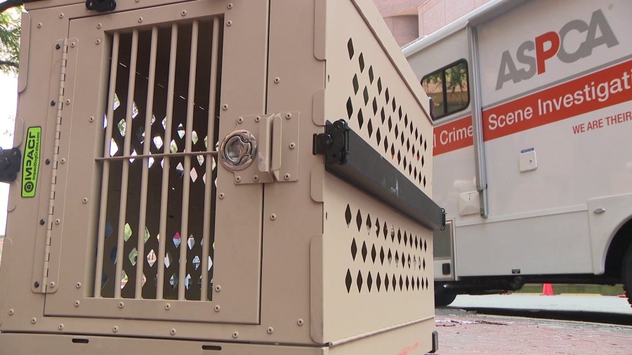Man accused of hoarding 48 dogs in dirty Queens apartment: DA