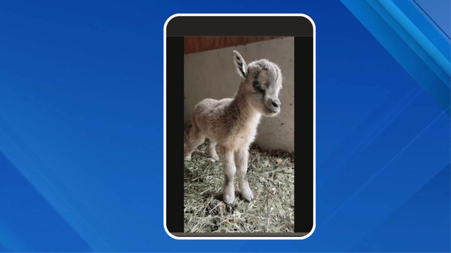 Endangered goats born at the Bronx Zoo