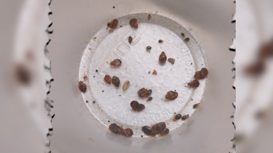 Bedbugs persist in West Warwick senior apartment building
