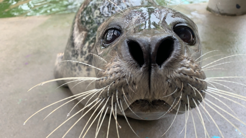 ‘Completely unexpected': Buttonwood Park Zoo takes precautions after seal dies from bird flu