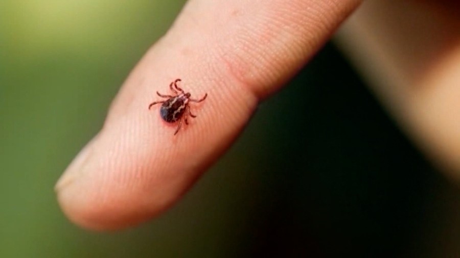 Tips to prevent mosquito and tick bites this spring