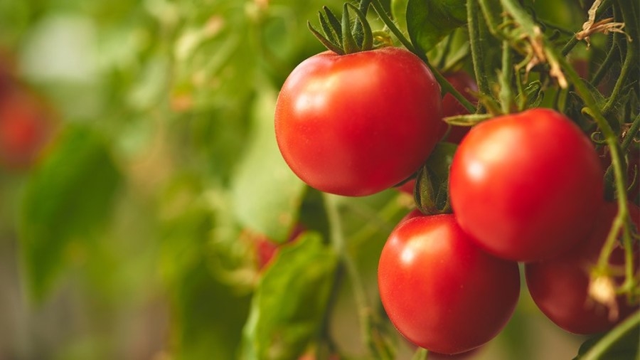 Beyond the Forecast: How often should you water your plants?