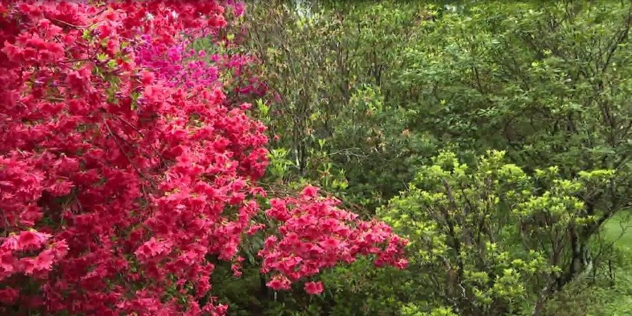 What's Happening: Kinney Azalea Gardens in full bloom