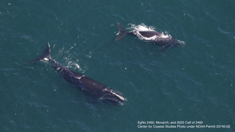 New right whale calf spotted in Cape Cod Bay