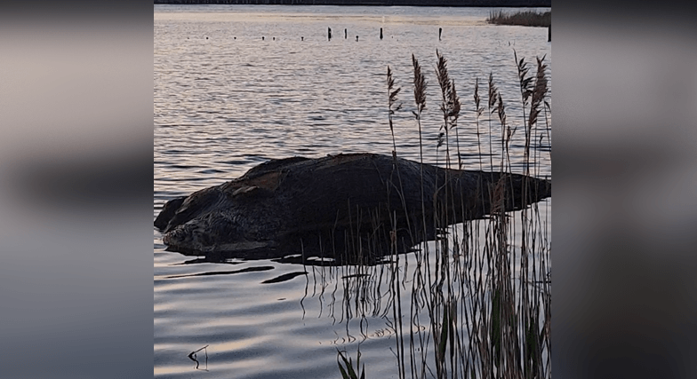 Dead whale found in East Providence