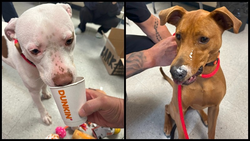 Dunkin' gives pup cups to dogs at Cranston Animal Shelter