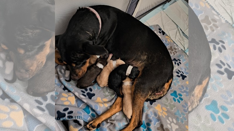 Mass. nonprofit covers cost of emergency c-section for struggling dog