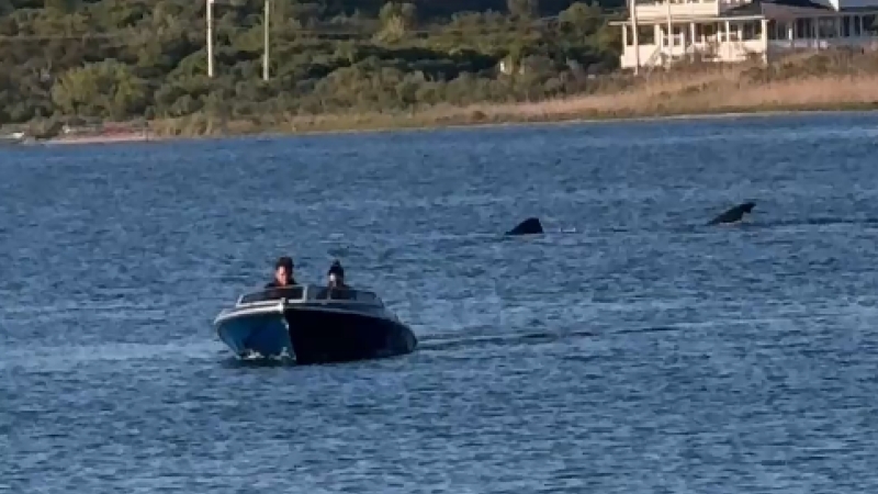 Vulnerable shark species spotted in Great Salt Pond