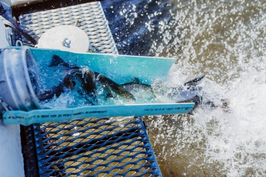 DEM restocks 100 RI water bodies with 60K fish