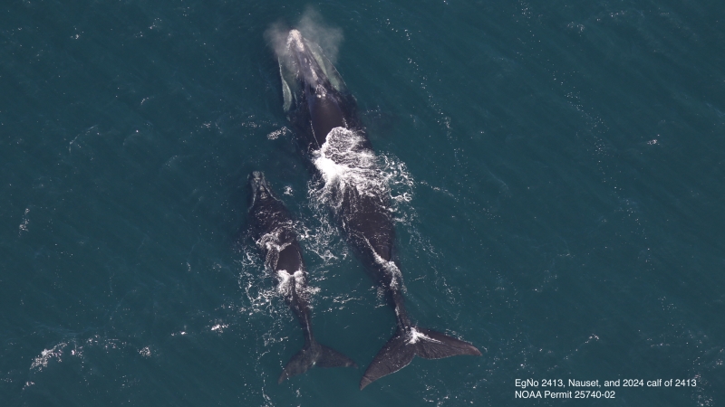 First North Atlantic right whale mom and calf spotted in Cape Cod Bay
