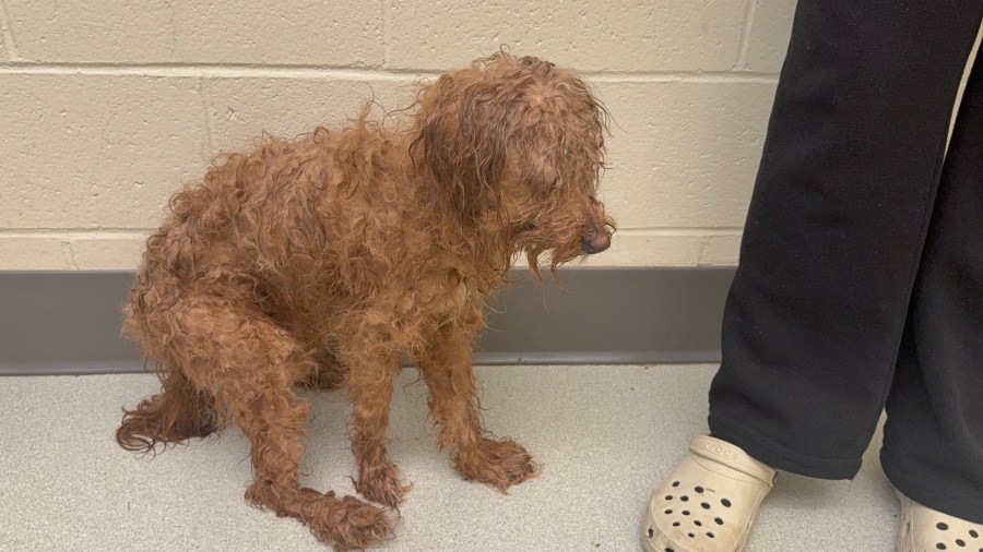 MSPCA seeking owner of emaciated dog found on highway