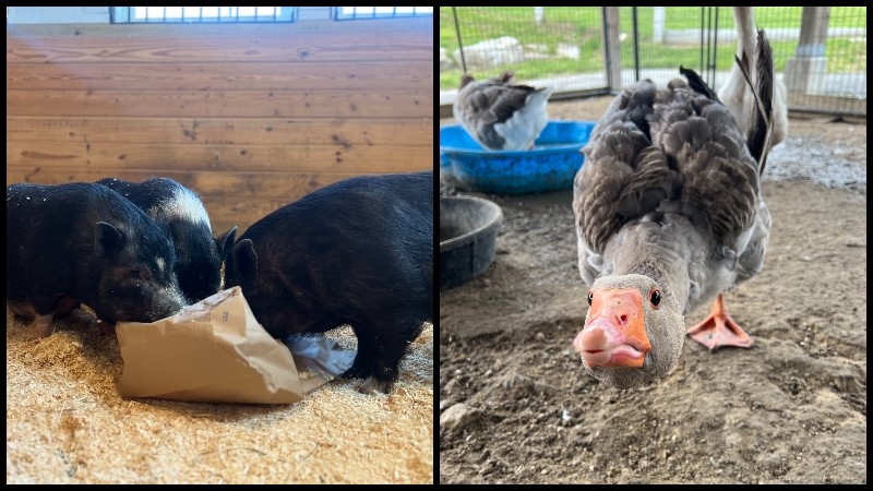 MSPCA to waive adoption fee for farm animals this weekend