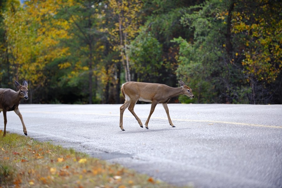 Here's why RI scientists want you to report road kill