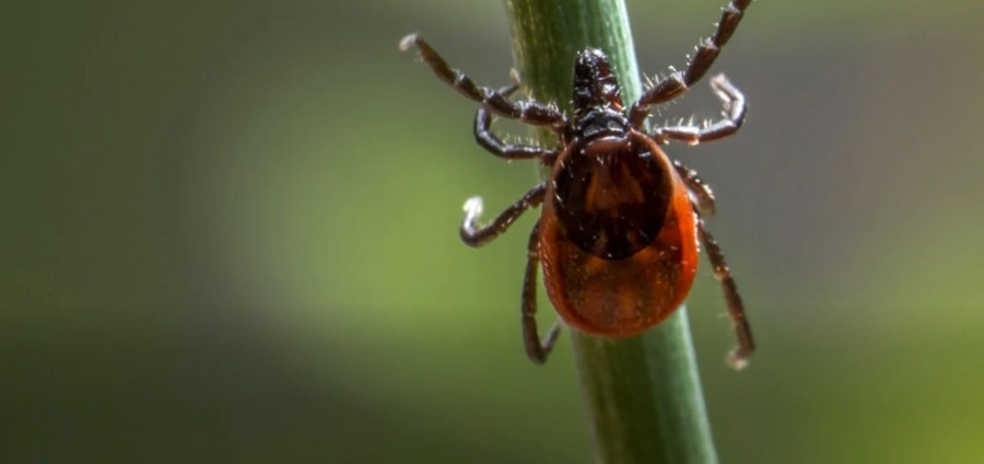 How to protect yourself during peak tick season