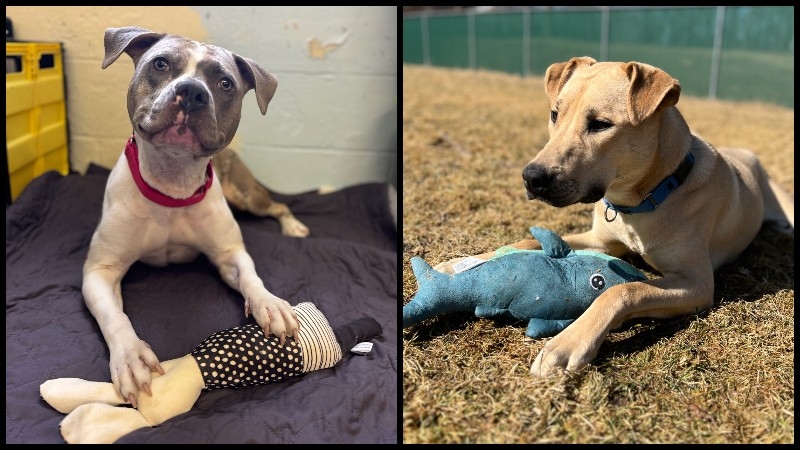 10 Mass. shelters waiving adoption fees for larger dogs next week