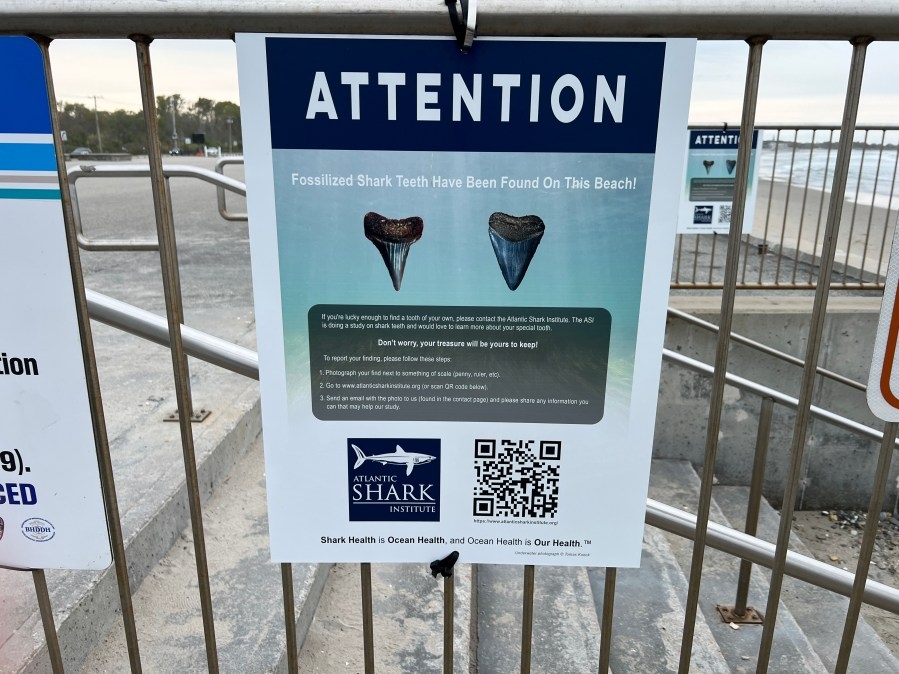 Search is on for shark teeth after 7 fossils found on Narragansett beach