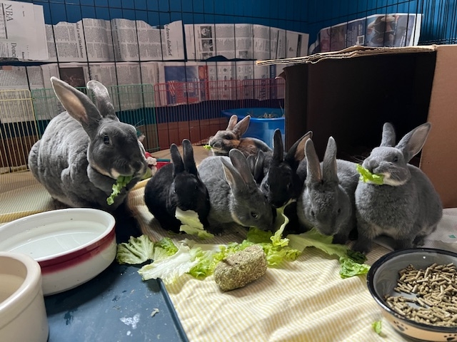 44 rabbits rescued from Bristol County up for adoption