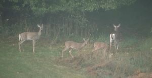 Pittsburgh announces results of 2024-2025 archery deer cull