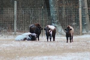 Pittsburgh Zoo welcomes Bison at its International Conservation Center