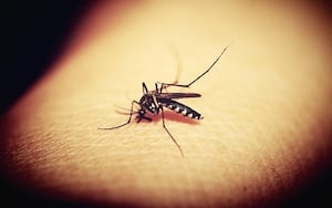 Allegheny County soon starts annual effort to control mosquito population