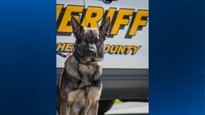 Allegheny County sheriff K9 Zeke retires after 7-year career