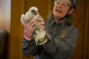 3 Cathedral of Learning peregrine falcon chicks receive bands from Pennsylvania Game Commission