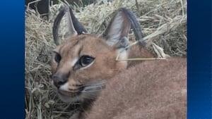 African wildcats, over $85K in drugs found in Central Pennsylvania basement