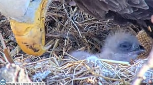 First eaglet of year hatches at U.S. Steel plant nest