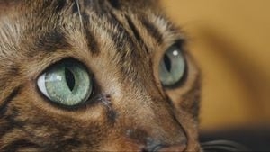 Local woman raises concerns about the safety of a pain medication given to her cat