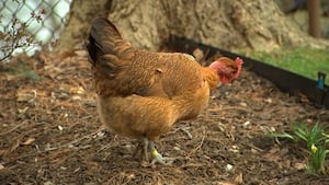 Allegheny County resident linked to multistate Salmonella illness outbreak