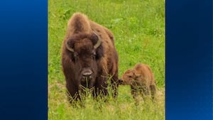 Baby buffalo born at South Park Game Preserve
