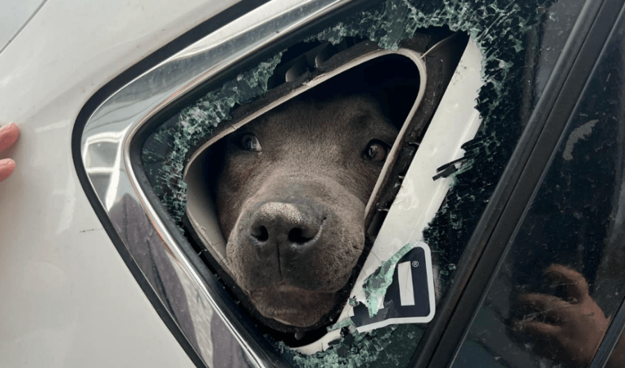 Woman tries to help dog left in car in South Memphis