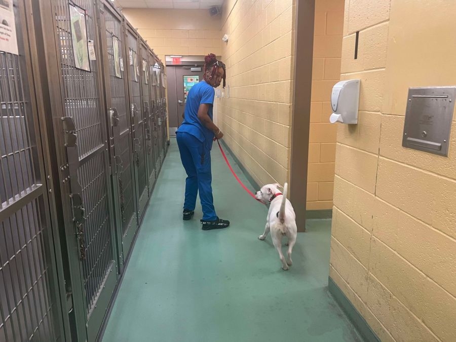 Positions remain open at Memphis Animal Services, no oversight board yet