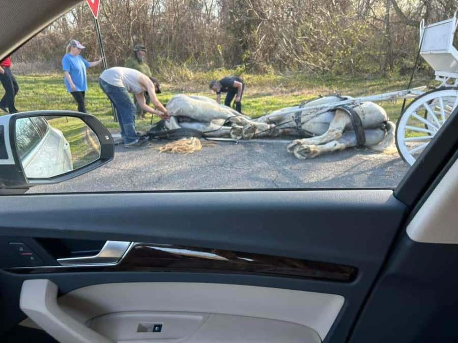 Concerns after horses fall pulling carriage