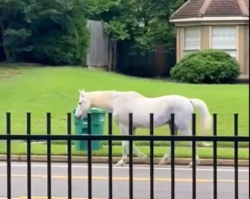 Germantown Police round up herd of horses