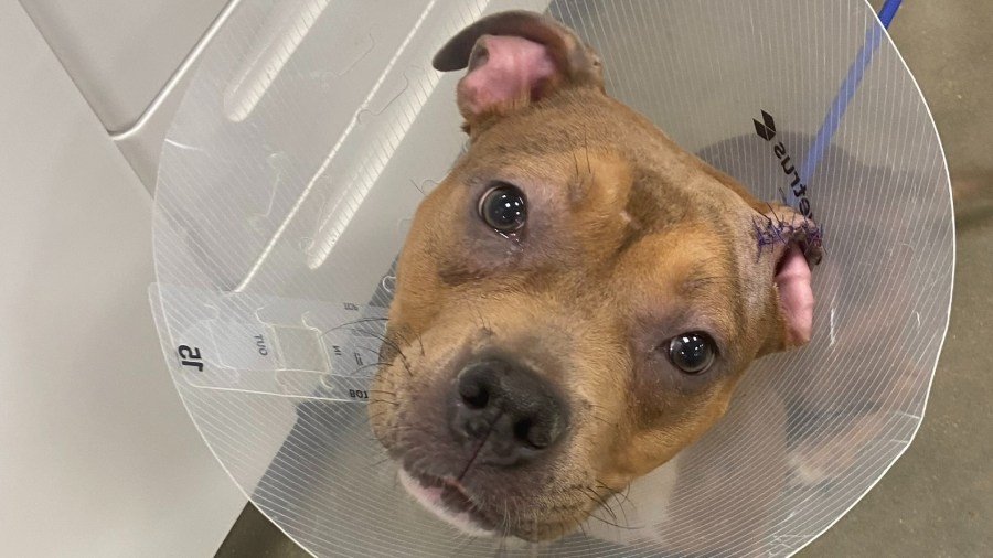 Pup beaten in car has broken bones, human bite mark