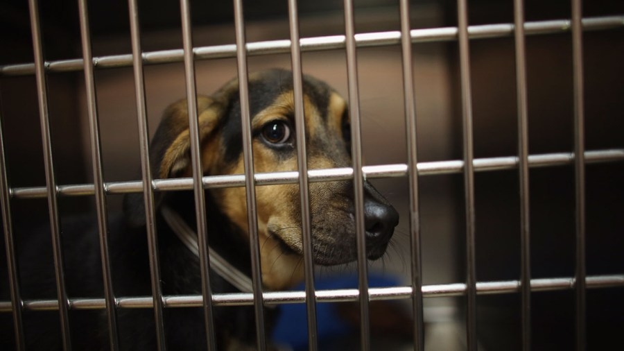 Bartlett animal shelter in crisis