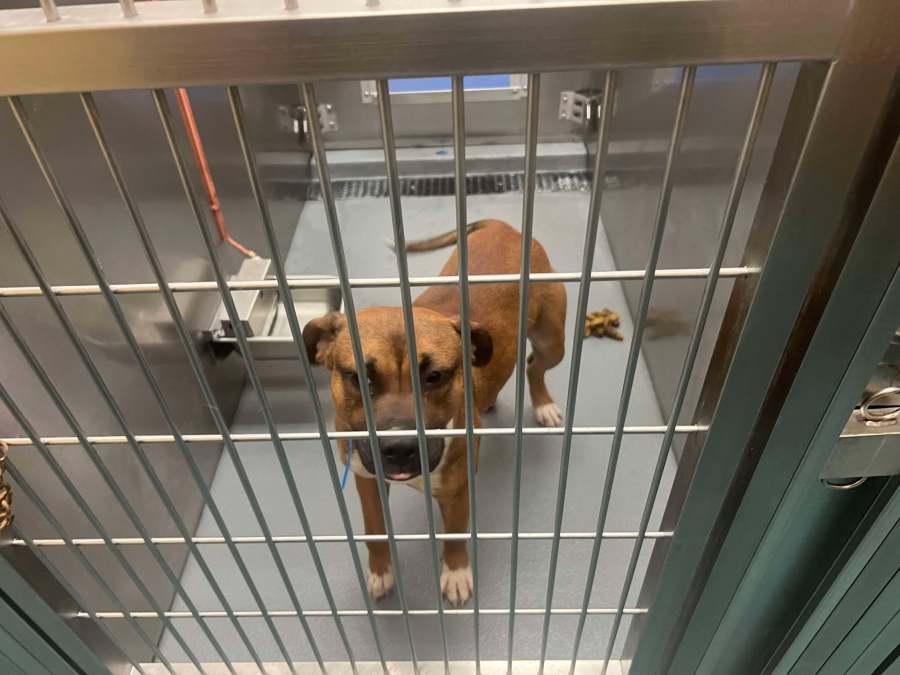 Memphis shelter deals with second outbreak of canine distemper