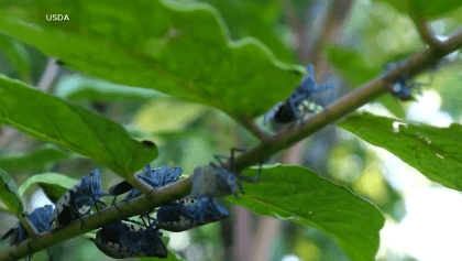DEC launches public challenge to combat invasive species impact