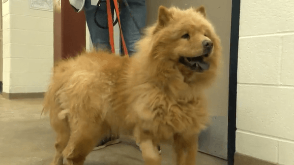 Lollypop partnership helps long-term shelter pets find homes