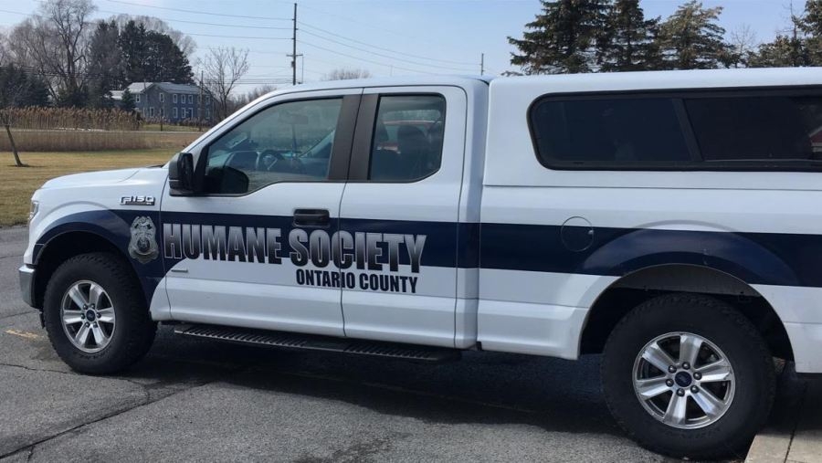 Dog found living in feces and garbage, Canandaigua man arrested