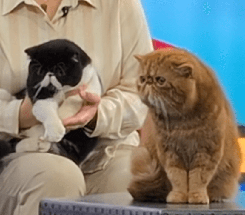 Fancy felines ready for weekend competition in Henrietta