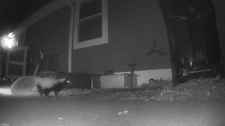 Here's why skunks may be hanging out under your home