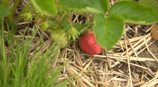 ‘It's difficult': Local farmers explain why this year's strawberry season has been unlike any other