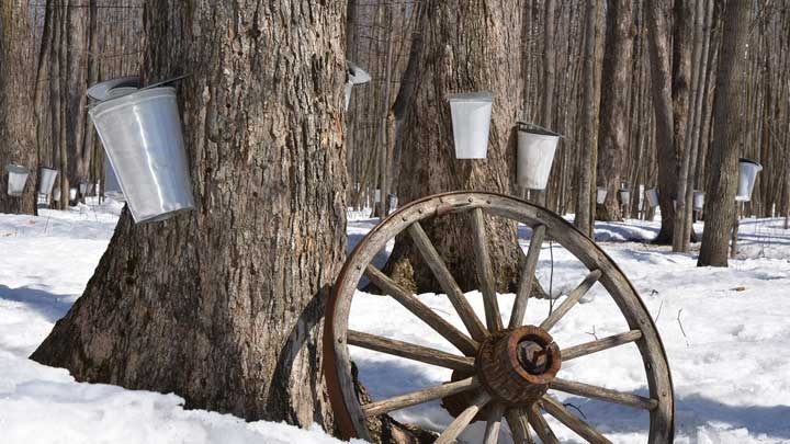 The sap is flowing: Maple season underway ahead of Maple Weekend