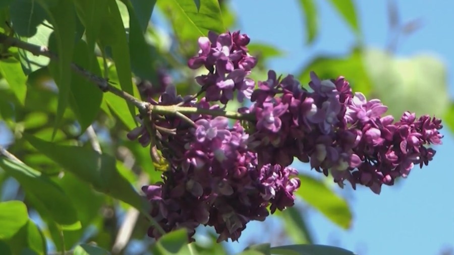Rochester Lilac Festival: What to expect on Day 5