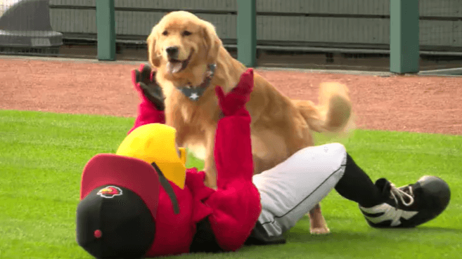 Bruce the Bat Dog to make MLB debut with Washington Nationals